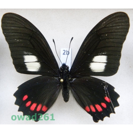 Mimoides xeniades imaus (Rothschild & Jordan, 1906) Peru 66mm2b